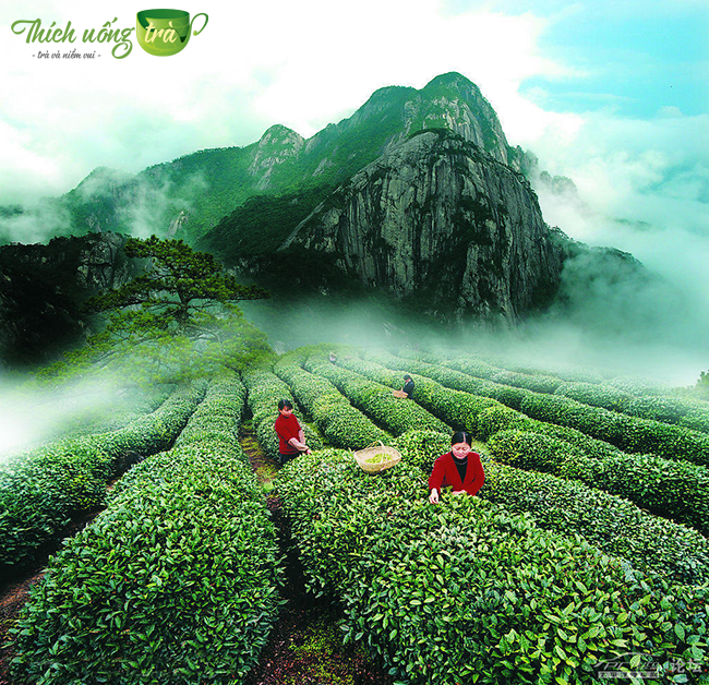 Trà Đạo – Nét văn hóa độc đáo của người Nhật